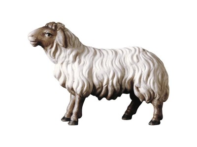 Hi. Schaf geradeausschauend Kopf dunkel color